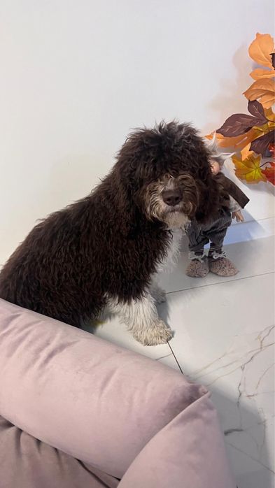 Hiszpański Pies Dowodny FCI