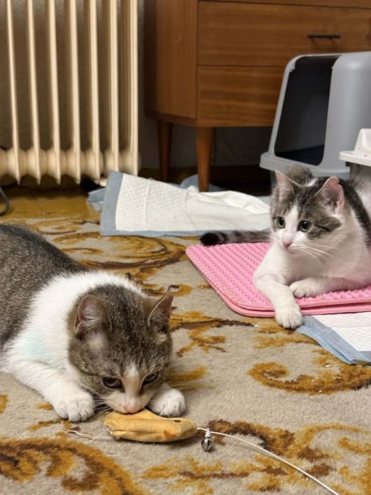 Piękne kocie siosrty do adopcji