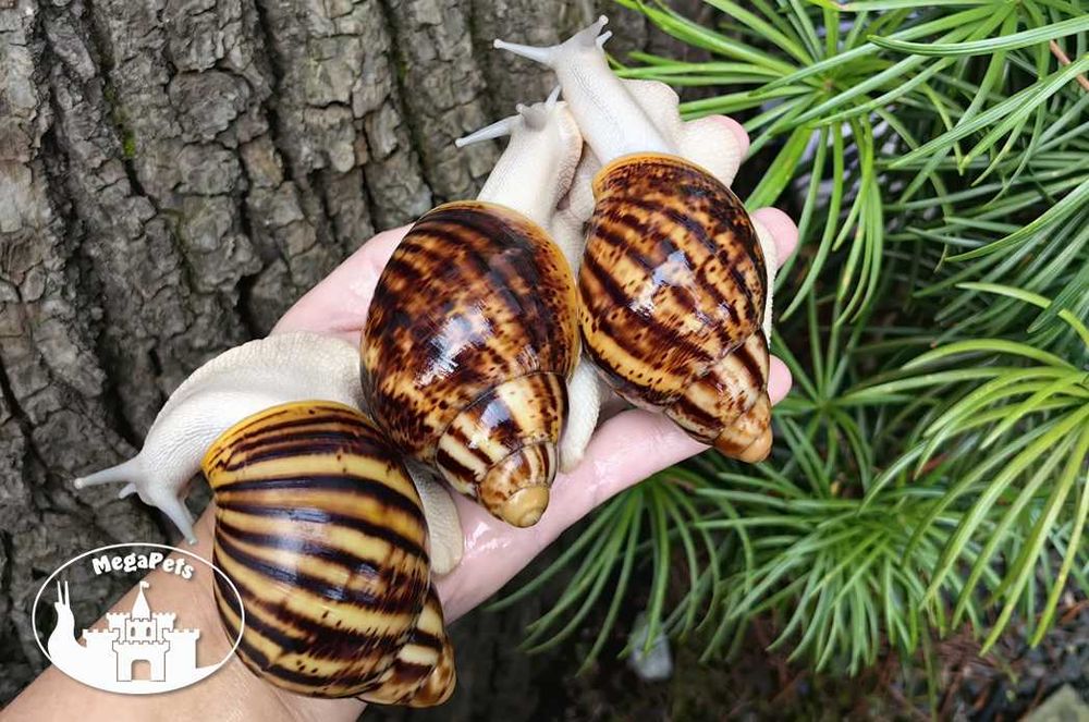 Archachatina marginata ovum silver Ślimaki Lissachatina Achatina Wije