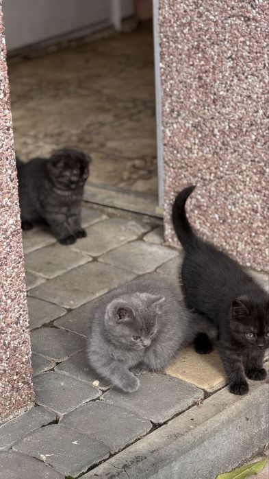 шотландські котики