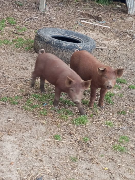 Vendo leitões duroc com pietran
