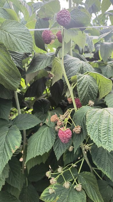 Sprzedam świeże maliny 20zł/kg