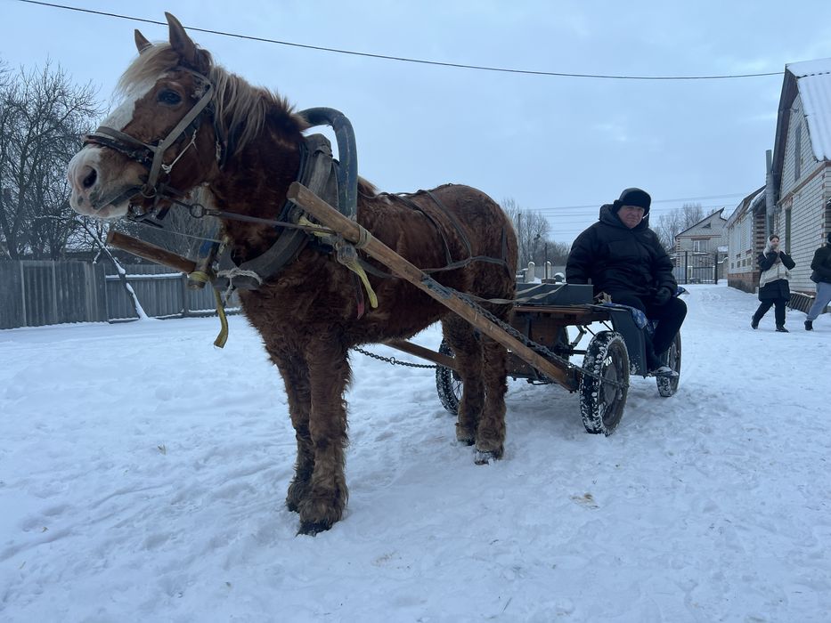 Обменяю или продам лошадь