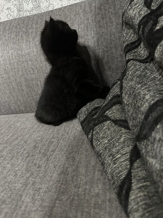 Скотіш страйт,Шотладська прямовуха