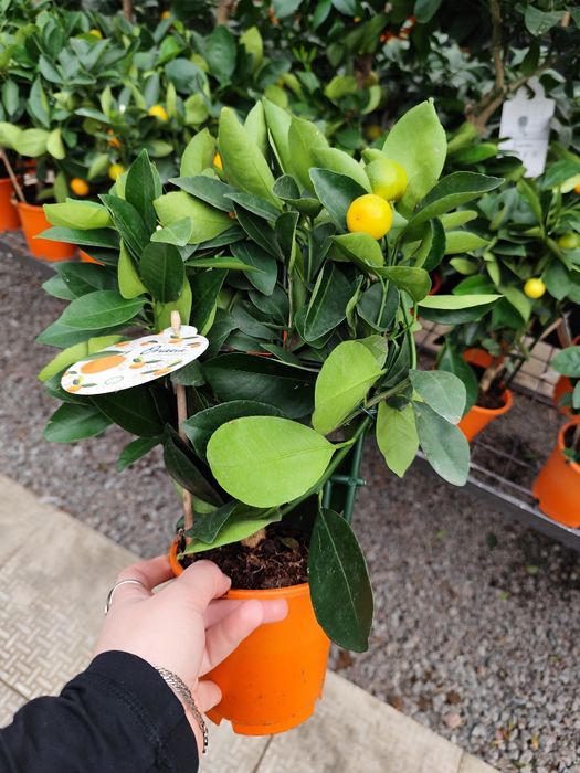 Продам Цитрус  Каламондин, Лимон Мейера,Оливка