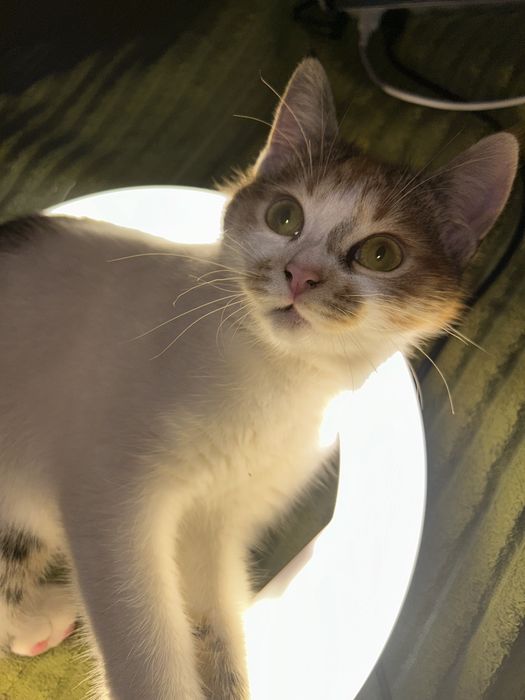 Віддам у добрі руки кішечку