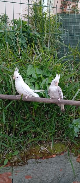 Caturras criadas a mão e domesticadas