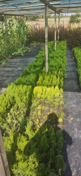 Туя смарагд. Горшок р9