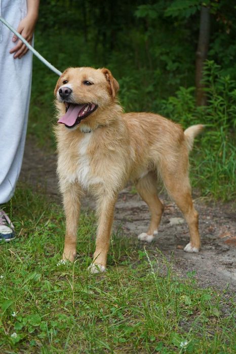 pies do adopcji rudy Rusty