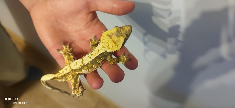 Gekony orzęsione + terrarium
