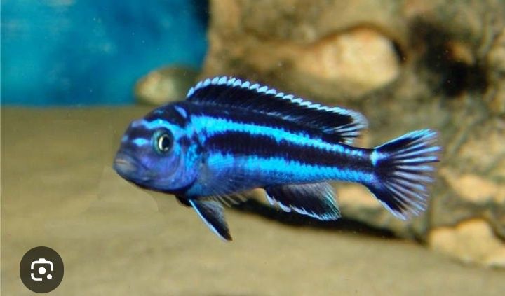 Цихліда Меланохроміс маінгано, і меланохроміс ауратус.