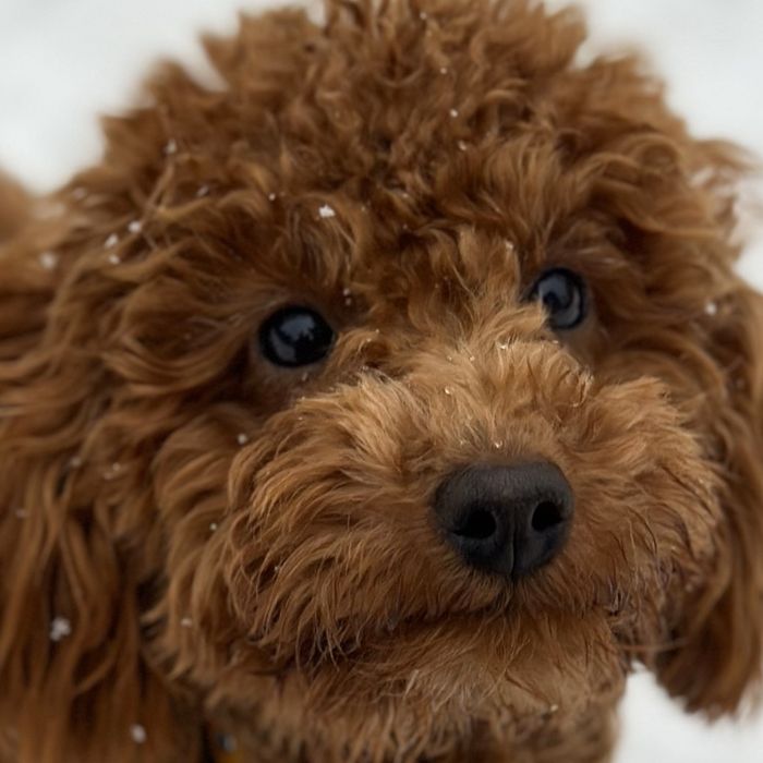 Злучка той пудель