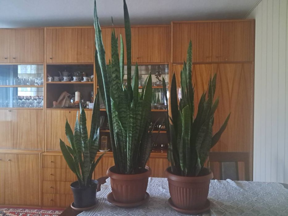 Sansewiera języki teściowej