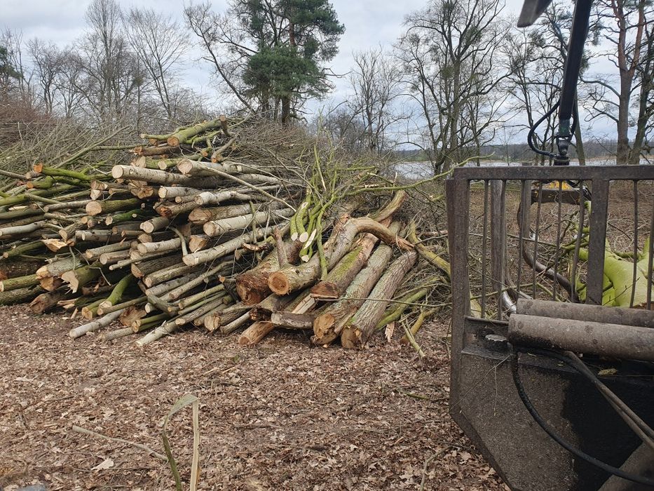 Wycinka drzew, samosiejek, czyszczenie działek.