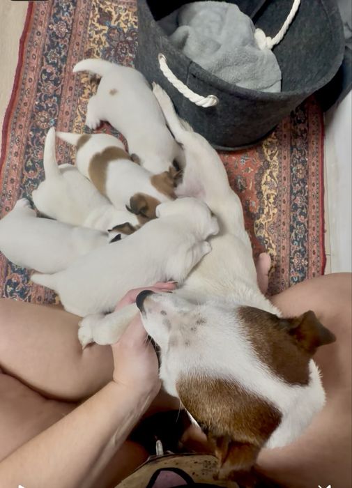 Jack Russell terrier suczka