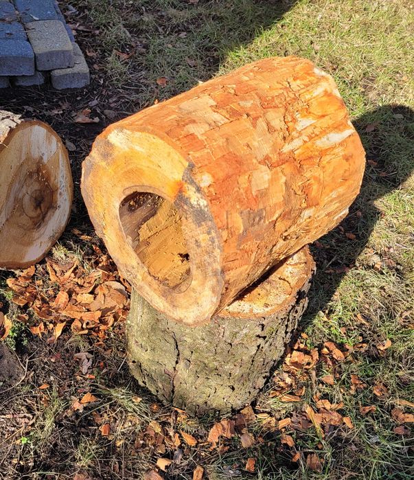 Wydrążony pień kasztan projekt