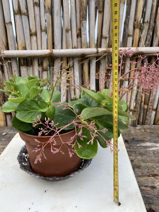 Papiro (Cyperus alternifolius)