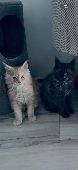 Kocięta Maine Coon rodowód FPL koty kocury