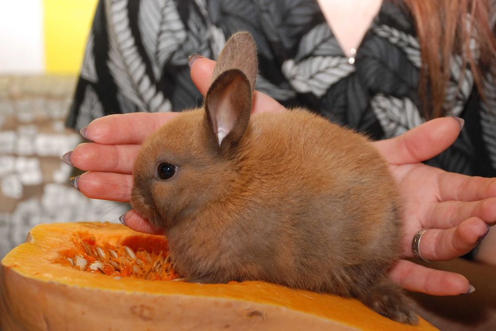 MiniLop карликовий коротковухий нідерландський кролик супер міні