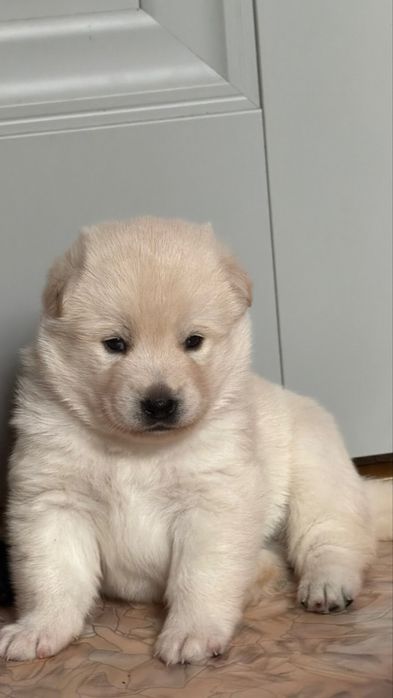 Цуценята (метиси) від білої Шиба Іну — не для розведення