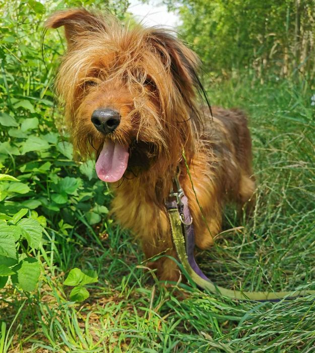 Alfik czeka na dom...