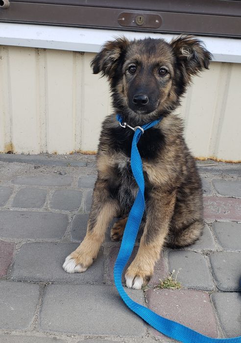 Щенок Куська в хорошие ручки