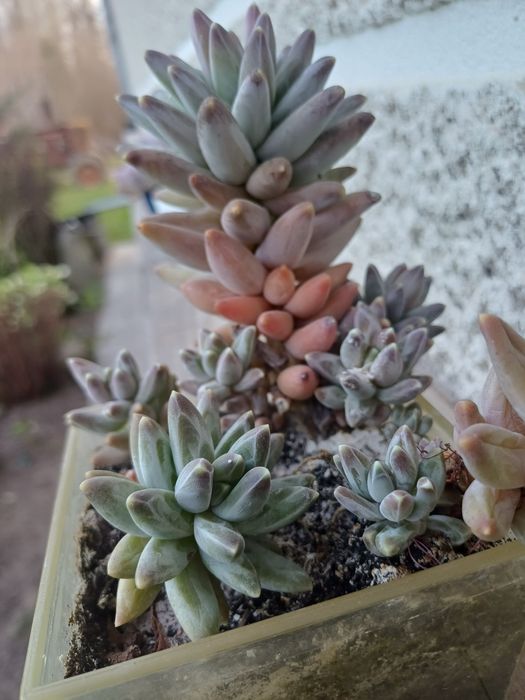 Сукуленти різні види