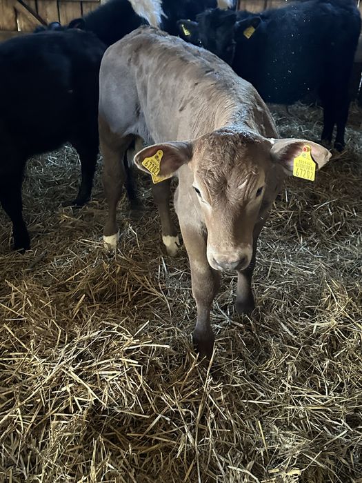 Dwie jałoszki miesne 140 kg