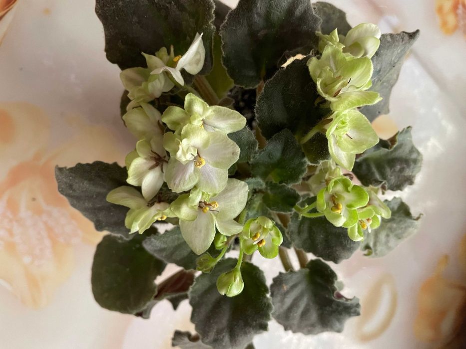 Сортовая фиалка Закат