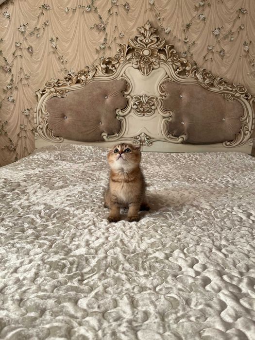 Шотландський висловухий хлопчик золота шиншила; Шотландські кошенята