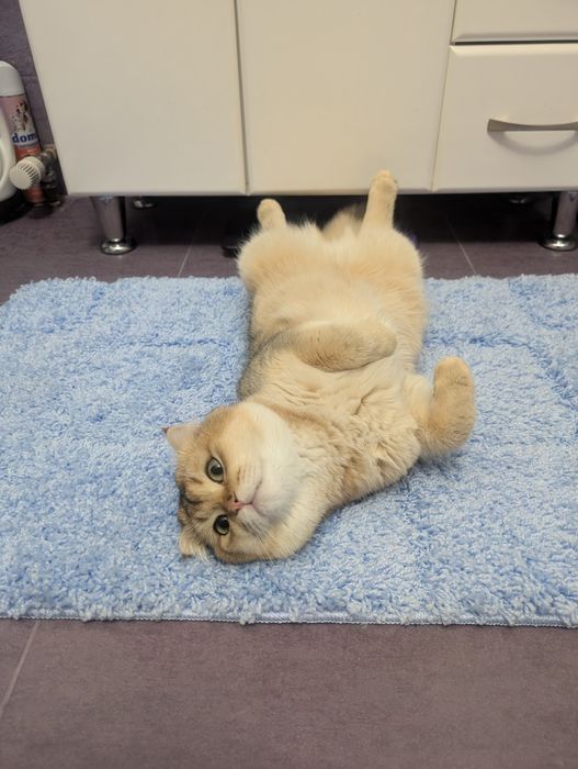 В'язка шотландський золотистий котик