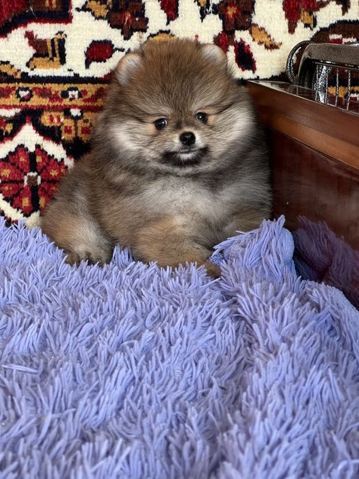 Дуже гарний хлопчик шпіц