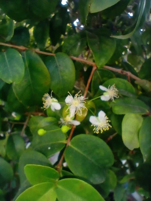 Pitangueira - Eugenia uniflora