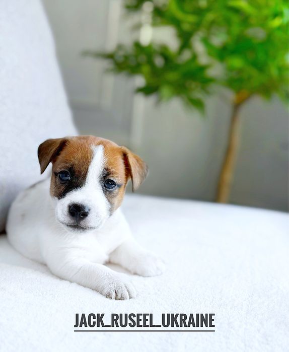 Джек Рассел Чудові Малюки