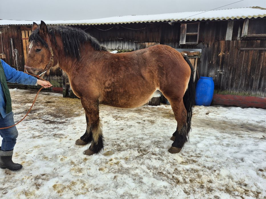 Klacz zimnokrwista źrebna