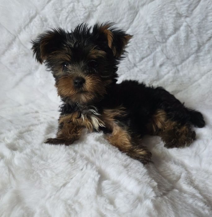 Yorkshire terrier chłopiec