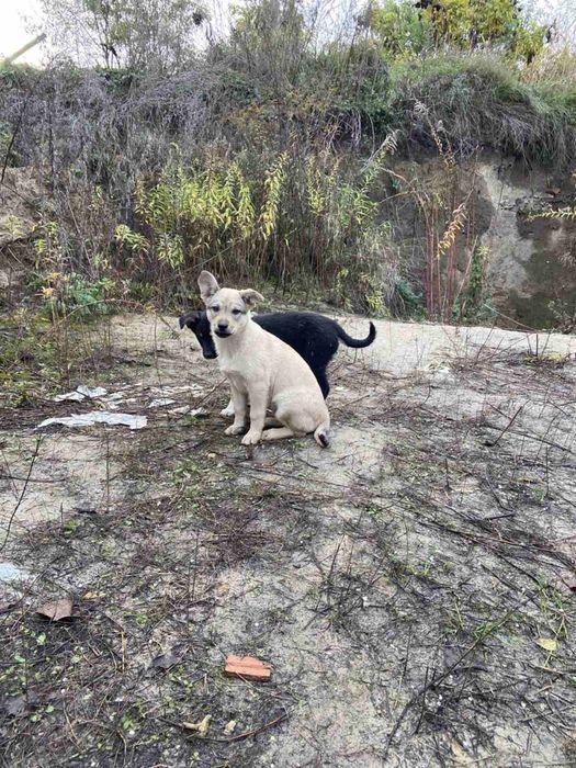 SOS!!! Допоможіть отримати сім'ю, дві дівчинки