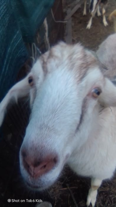 Продам 2 козы нубийскую и альпийскую