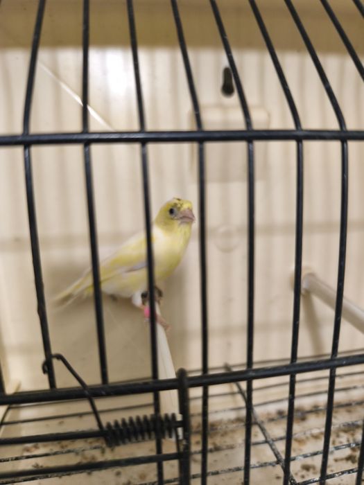 Caturras e canários disponíveis