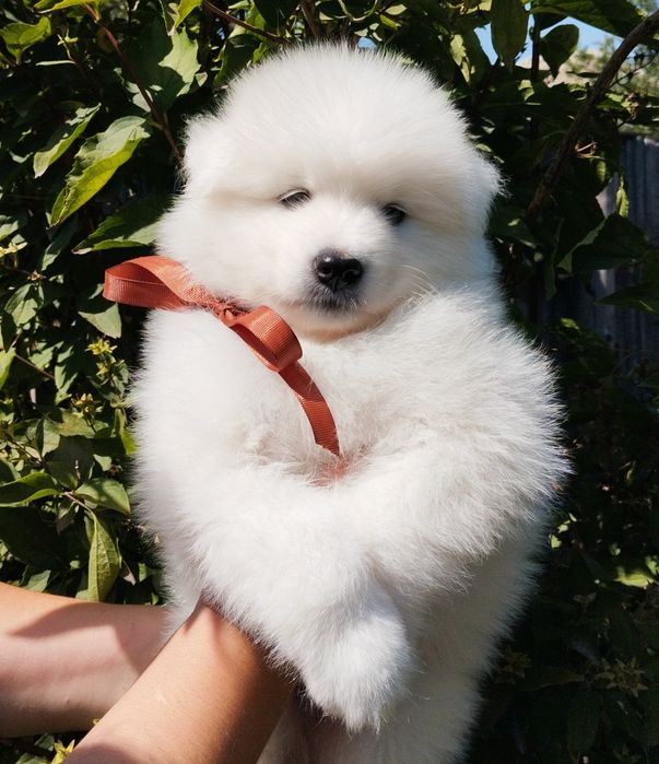 Самоед. Щенок самоед.