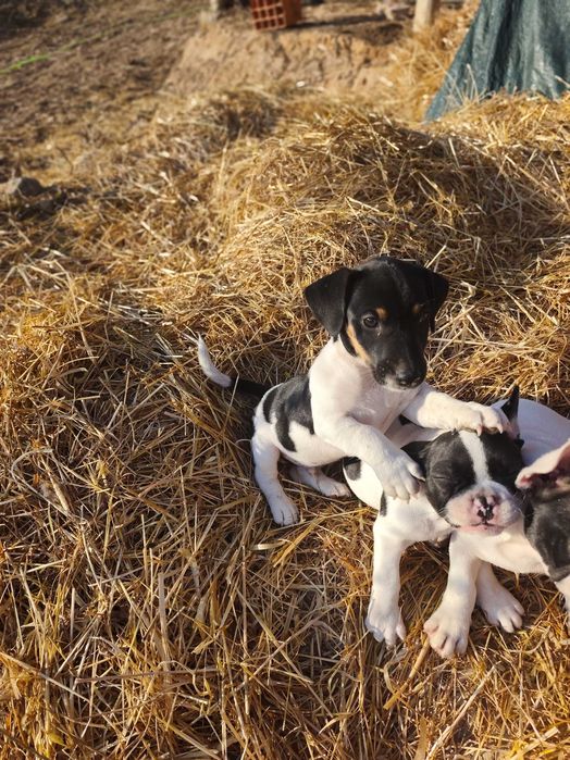 ..Jack Russell..Macho
