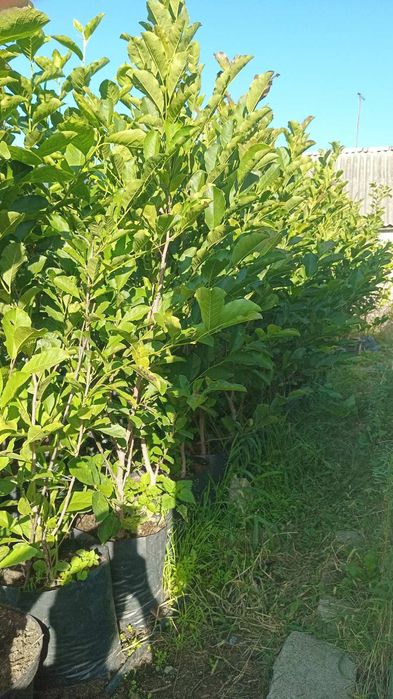 Якісні МАГНОЛІЇ, РОДОДЕНДРОНИ Великі Магнолії які розквітнуть Весною.