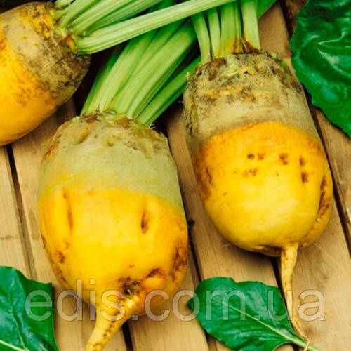 Продам кормовий буряк