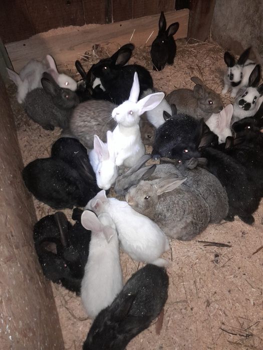 Młode króliki mieszańce