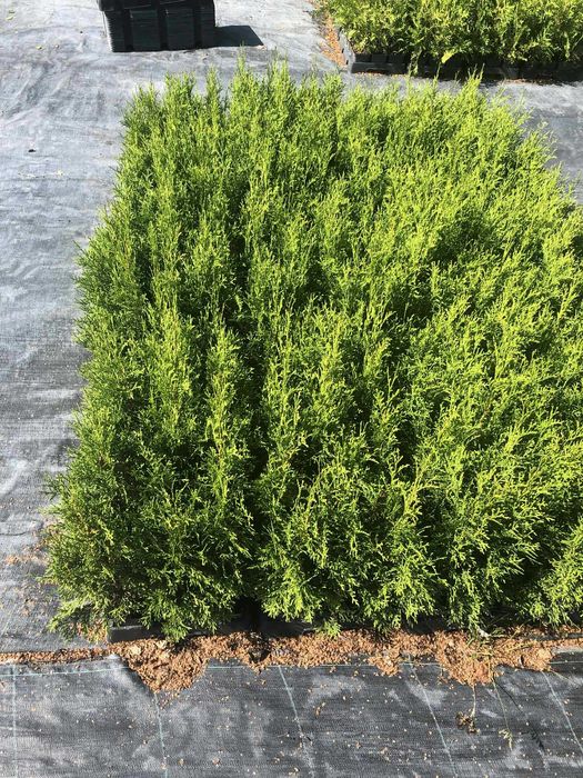 tuja szmaragd P9 50 cm sadzonka premium!!!