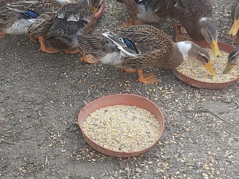 Vendo patos rouen