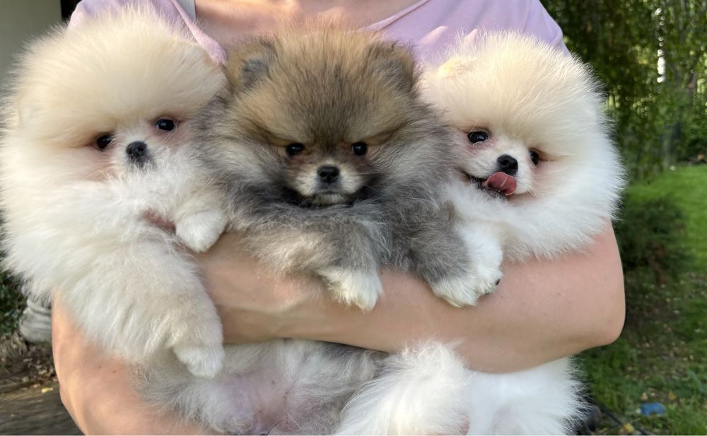 Suczka Szpic miniaturowy Pomeranian