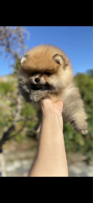 Милый мальчишка маленький мишутка