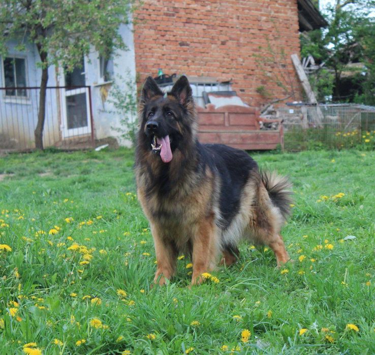 Цуценята німецької вівчарки. Документи КСУ.