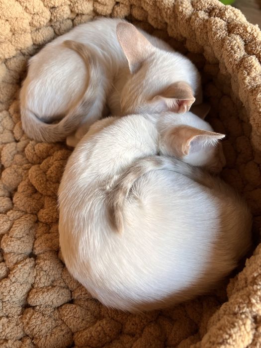 Орієнтальні дівчата, 3 місяці